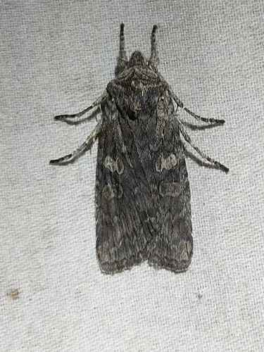 Grote's Pinion (Lithophane grotei)