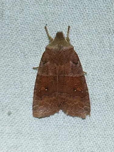 Straight-toothed Sallow (Eupsilia vinulenta)